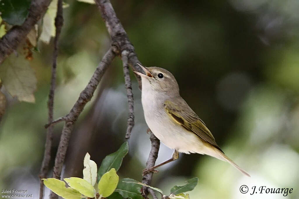 Pouillot de Bonelli mâle adulte, chant