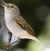 Western Bonelli's Warbler