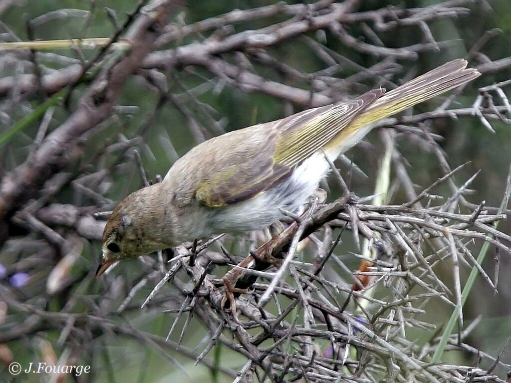 Western Bonelli's Warbler male adult