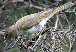 Western Bonelli's Warbler