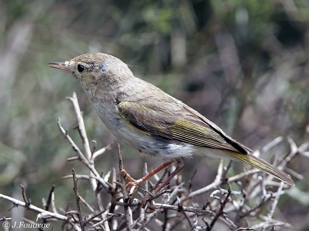 Western Bonelli's Warbler male adult