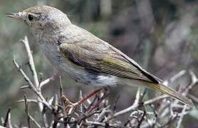 Western Bonelli's Warbler