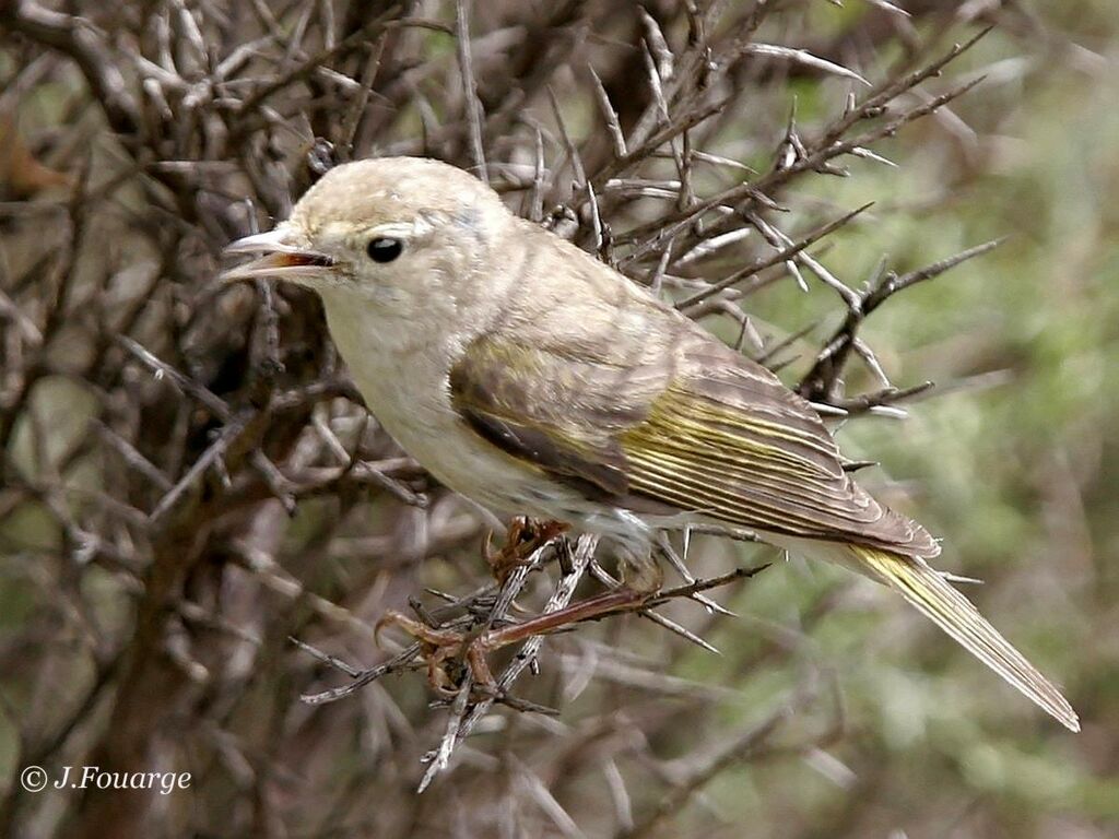 Western Bonelli's Warbler male adult