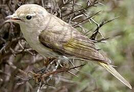 Western Bonelli's Warbler