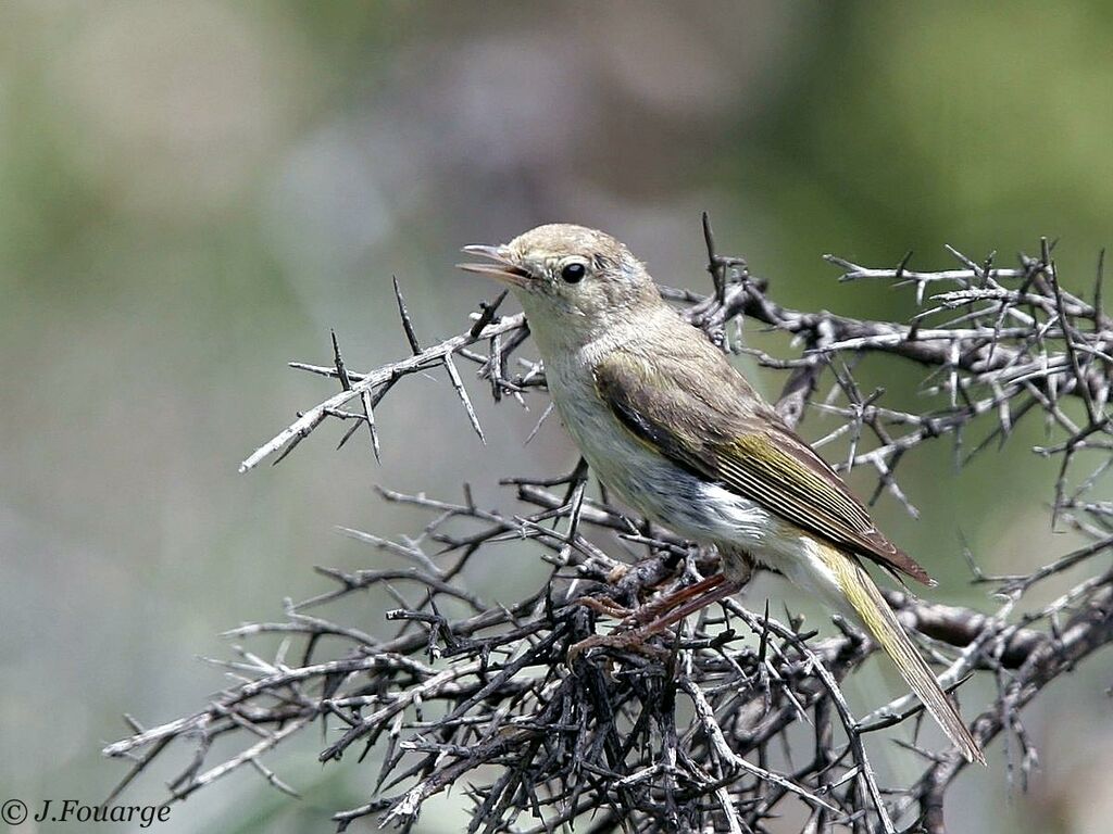 Western Bonelli's Warbler male adult