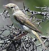 Western Bonelli's Warbler