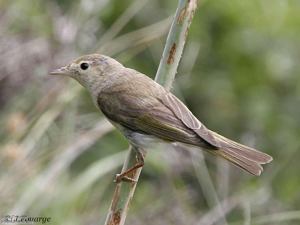 Western Bonelli's Warbler male adult, identification