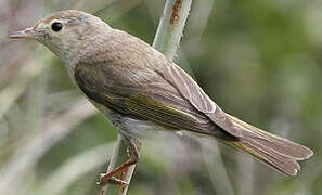 Western Bonelli's Warbler