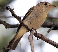 Western Bonelli's Warbler