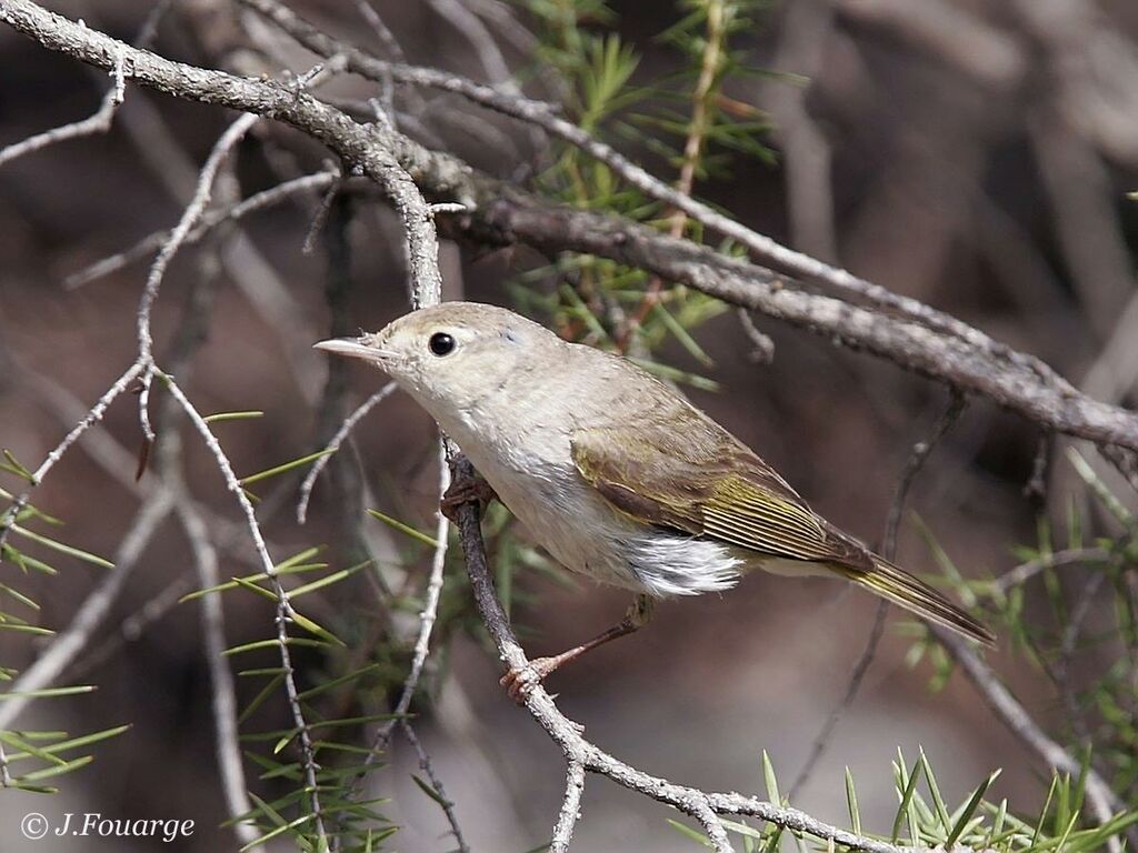 Western Bonelli's Warbler male adult