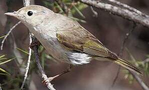 Western Bonelli's Warbler