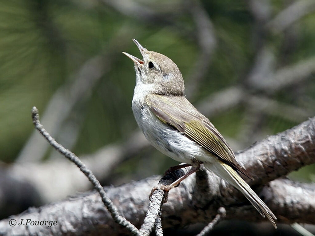 Pouillot de Bonelli mâle adulte, chant