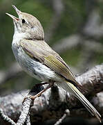 Western Bonelli's Warbler