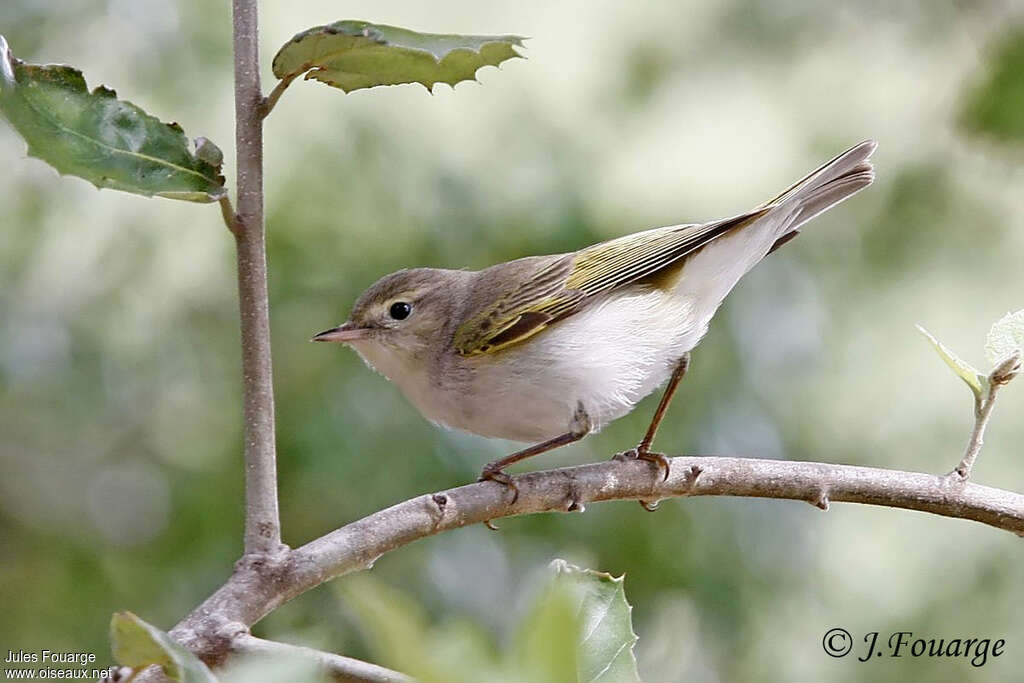 Western Bonelli's Warbler male adult