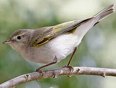 Western Bonelli's Warbler