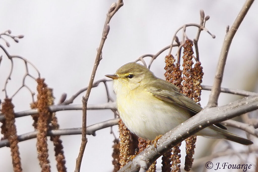 Willow Warbler