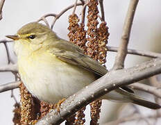 Willow Warbler