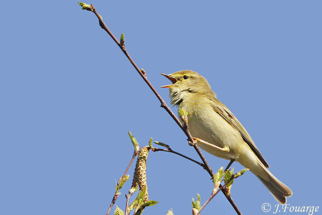 Pouillot fitis mâle adulte, identification, chant