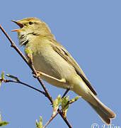 Willow Warbler