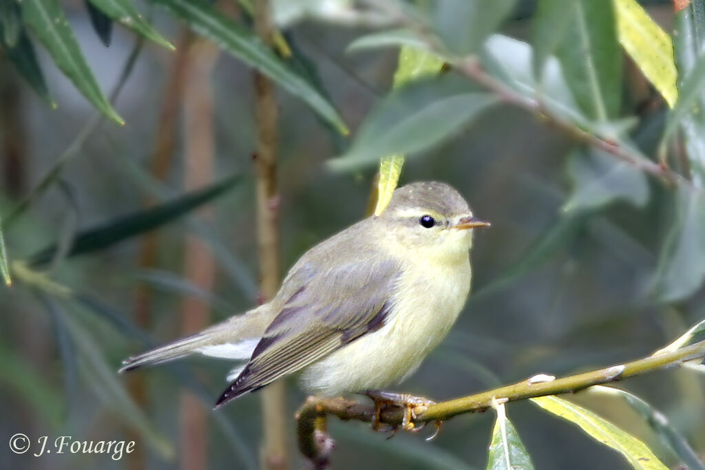 Willow Warblerjuvenile, identification