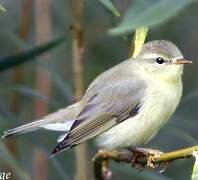 Willow Warbler