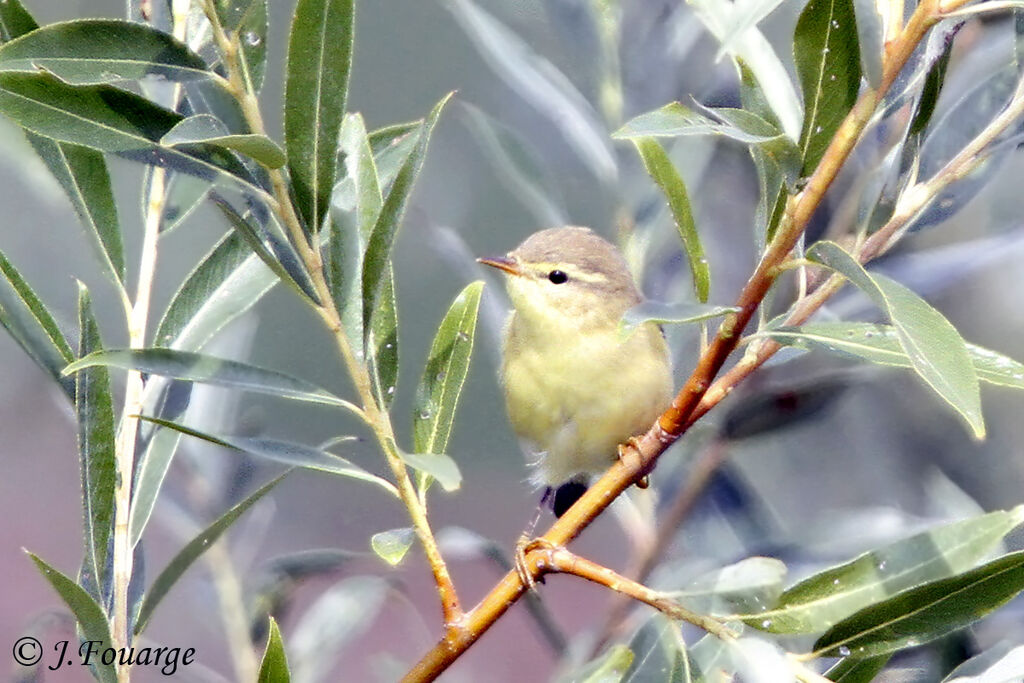 Willow Warblerjuvenile, identification