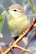 Willow Warbler