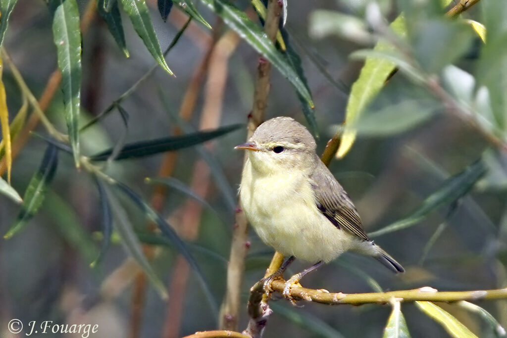 Willow Warblerjuvenile, identification