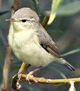 Willow Warbler