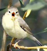 Willow Warbler