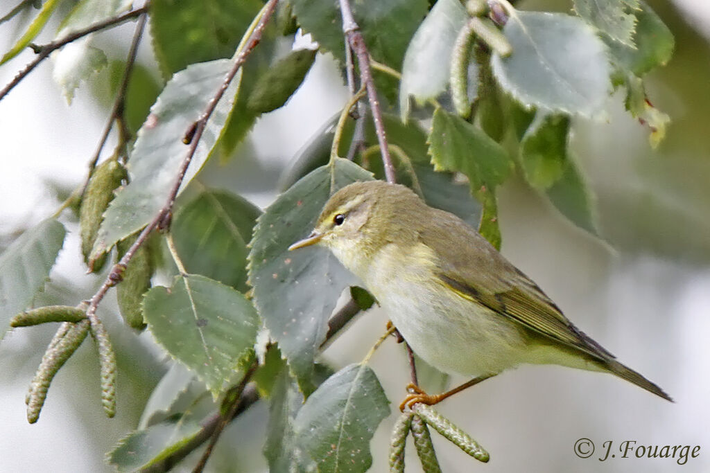 Pouillot fitis, identification