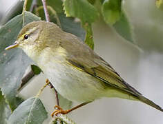 Willow Warbler