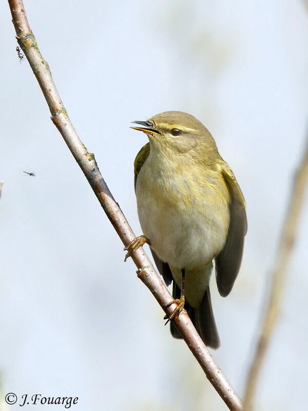 Willow Warbler male adult, song