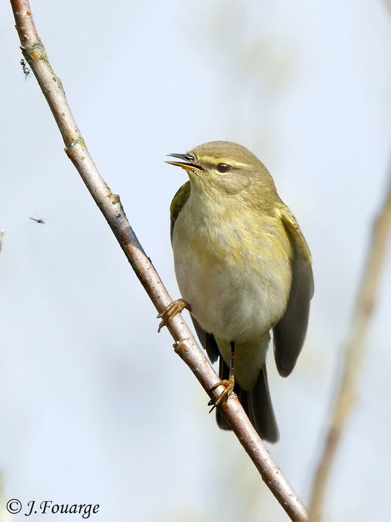 Pouillot fitis mâle adulte, chant