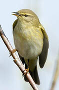 Willow Warbler