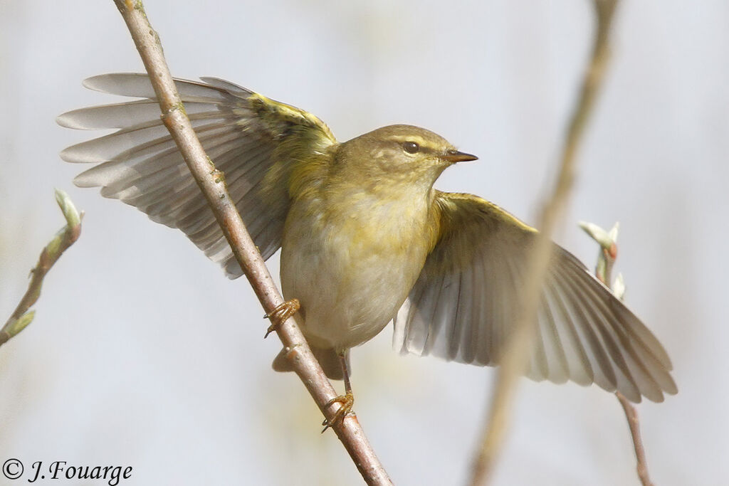 Willow Warbler male adult, Flight, Behaviour