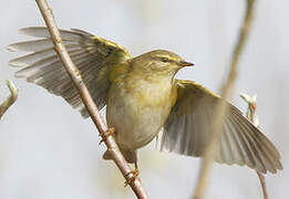 Willow Warbler