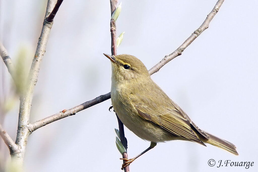 Pouillot fitisadulte, identification