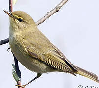 Willow Warbler