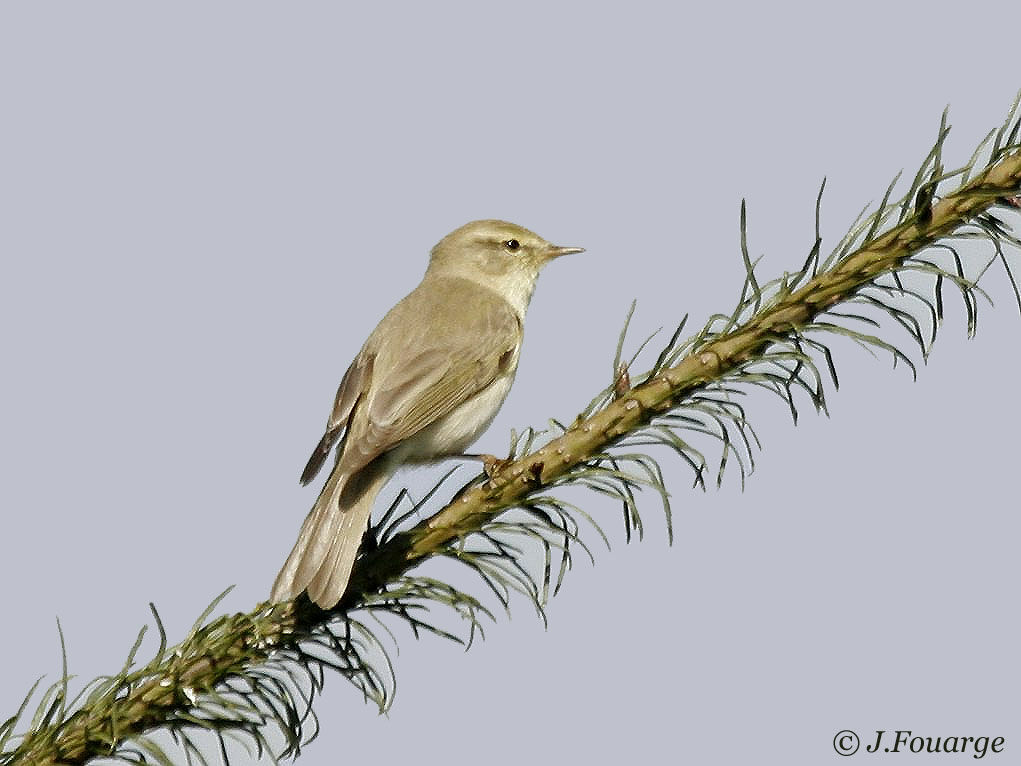 Willow Warbler male adult