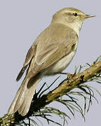 Willow Warbler