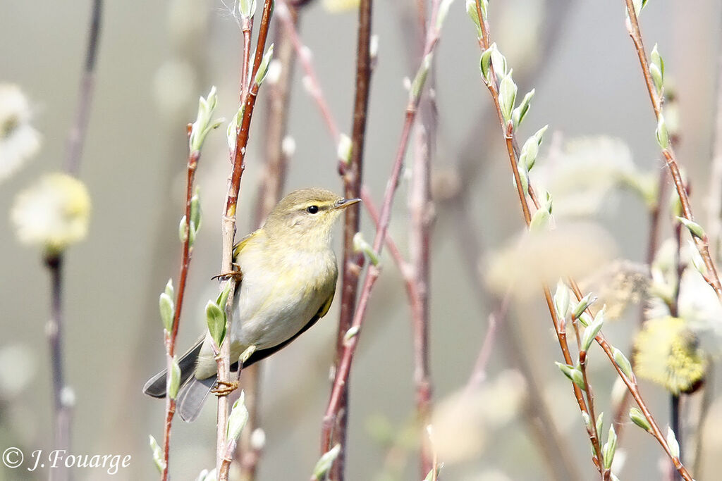 Pouillot fitisadulte, identification