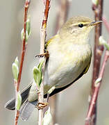 Willow Warbler