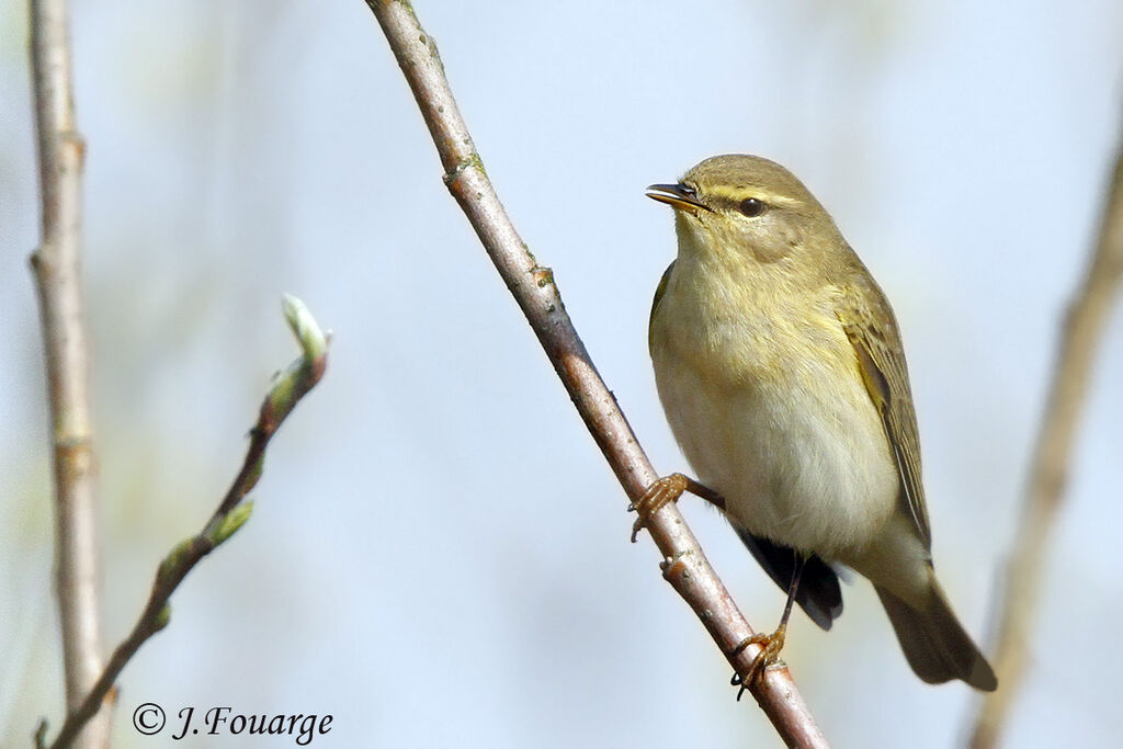 Willow Warbleradult, identification