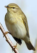 Willow Warbler