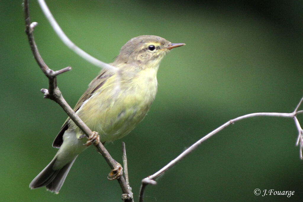 Pouillot fitisjuvénile, identification