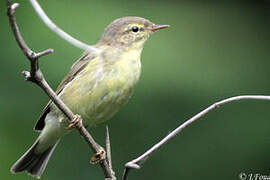 Willow Warbler