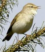 Willow Warbler