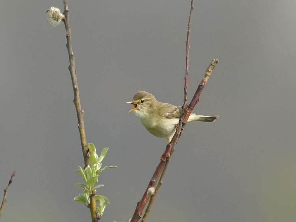 Willow Warbler male adult