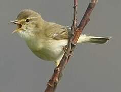 Willow Warbler